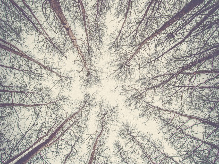 trees, branches, bottom view, bright, sky