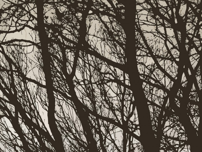 trees, branches, bw, minimalism