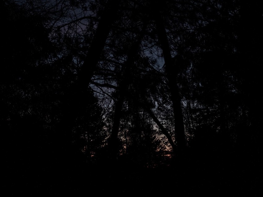 trees, branches, dark, night, gloomy