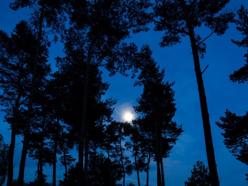 trees, branches, moon, sky, night