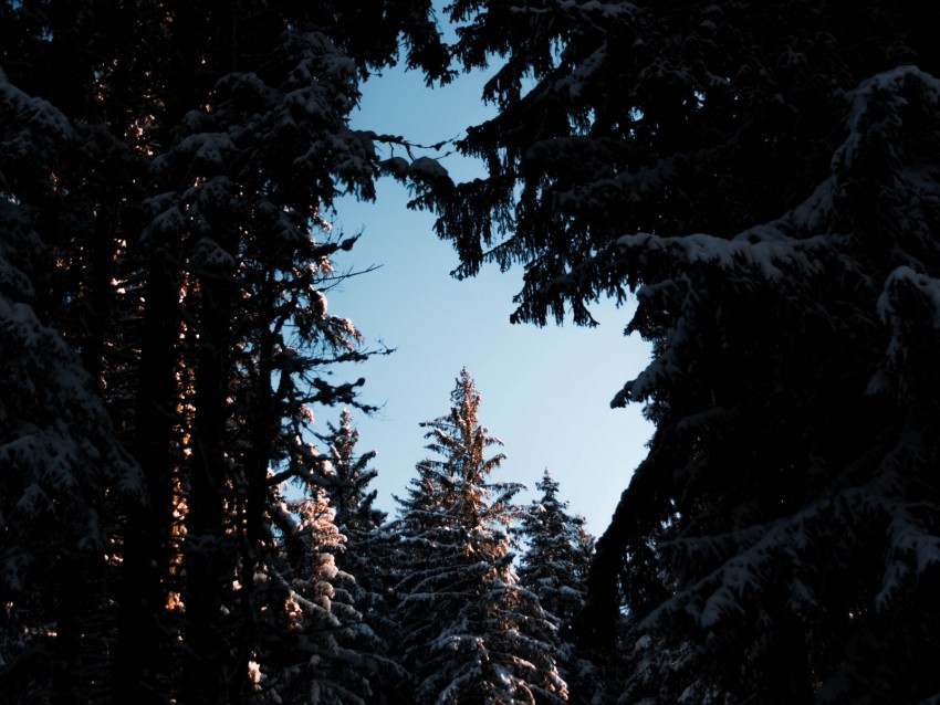 trees, branches, night, sky, snow, snowy