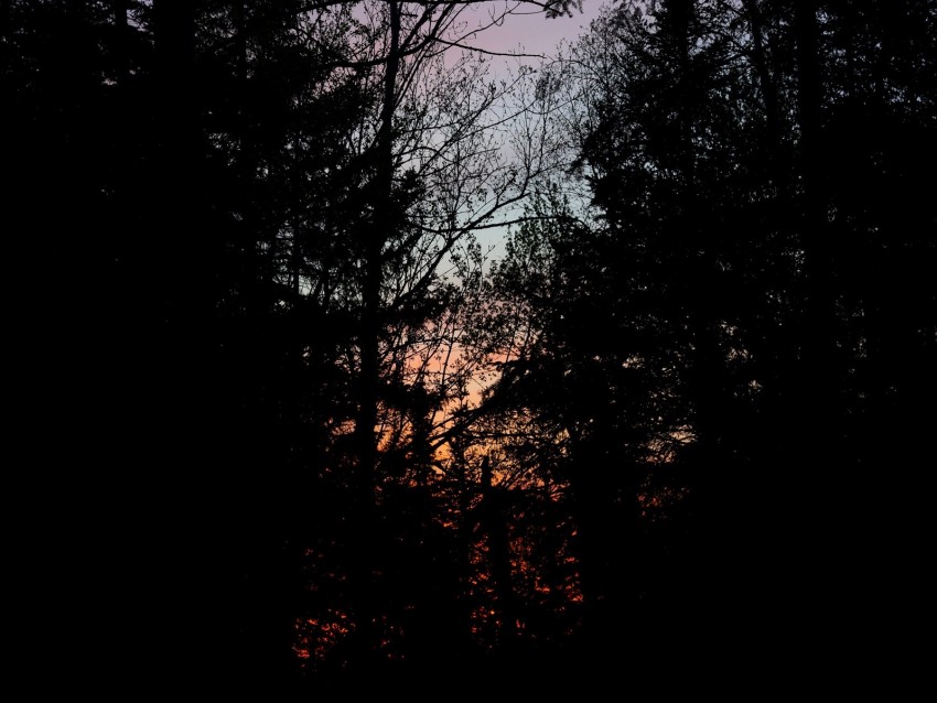 trees, branches, sunset, dark, forest