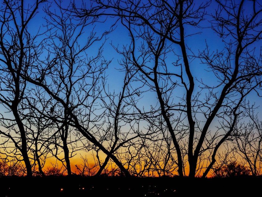 trees, branches, sunset, horizon, gradient