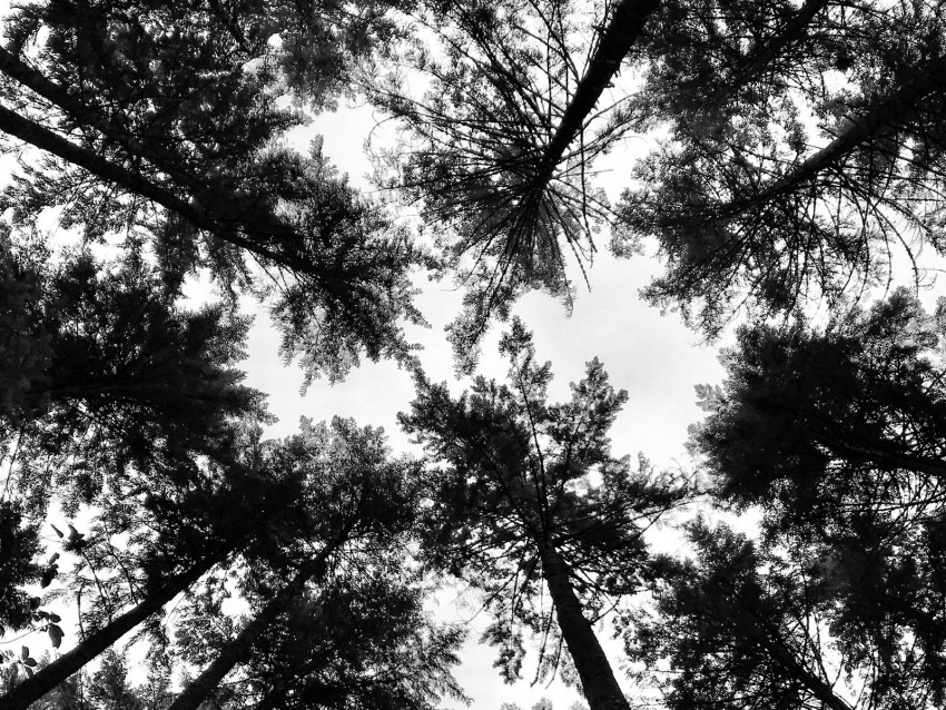 trees, crowns, forest, tops, bw, view, dizzy