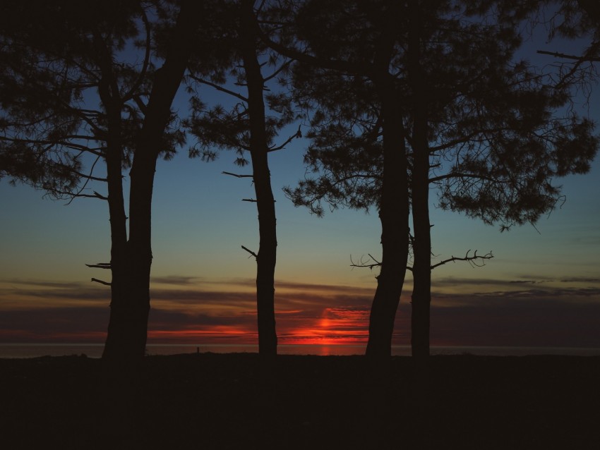 trees, dark, twilight, outlines, sunset