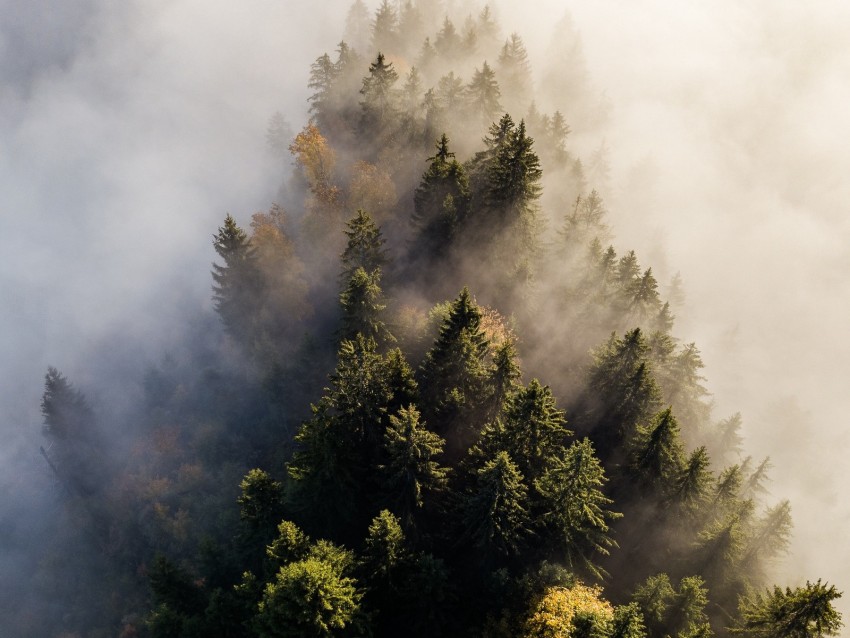 trees, fog, aerial view, treetops, forest