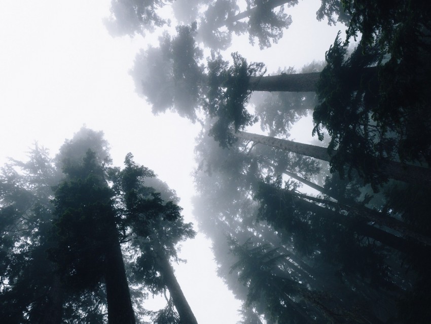 trees, fog, bottom view, forest, sky, light