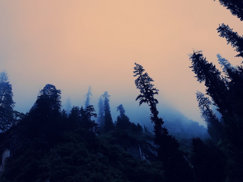 trees, fog, bottom view, twilight, sky