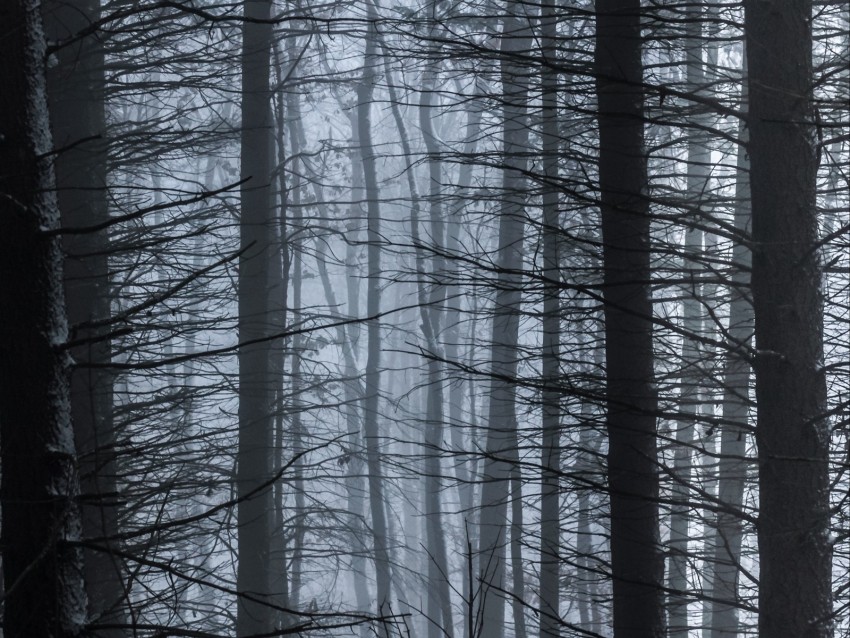 trees, fog, branches, forest