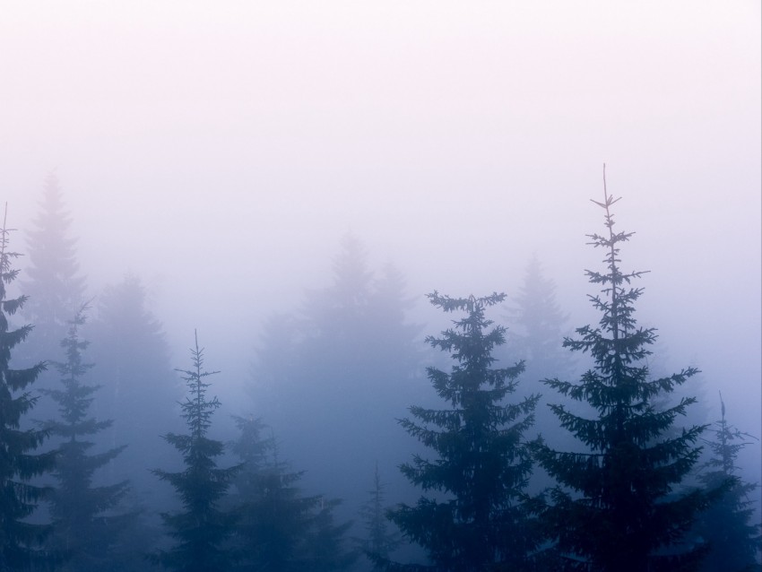 trees, fog, branches, sky