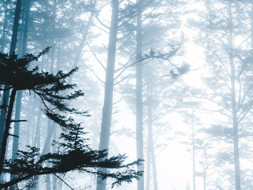trees, fog, forest, branches