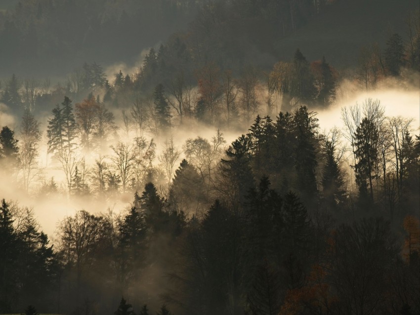 trees, fog, forest, branches, dark