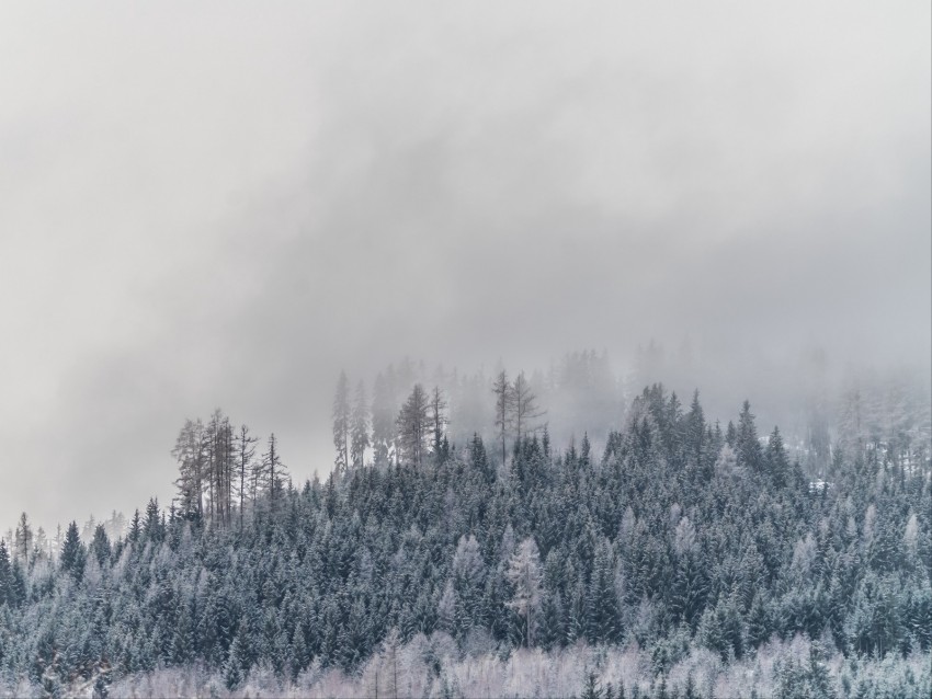 trees, fog, snow, frost, winter