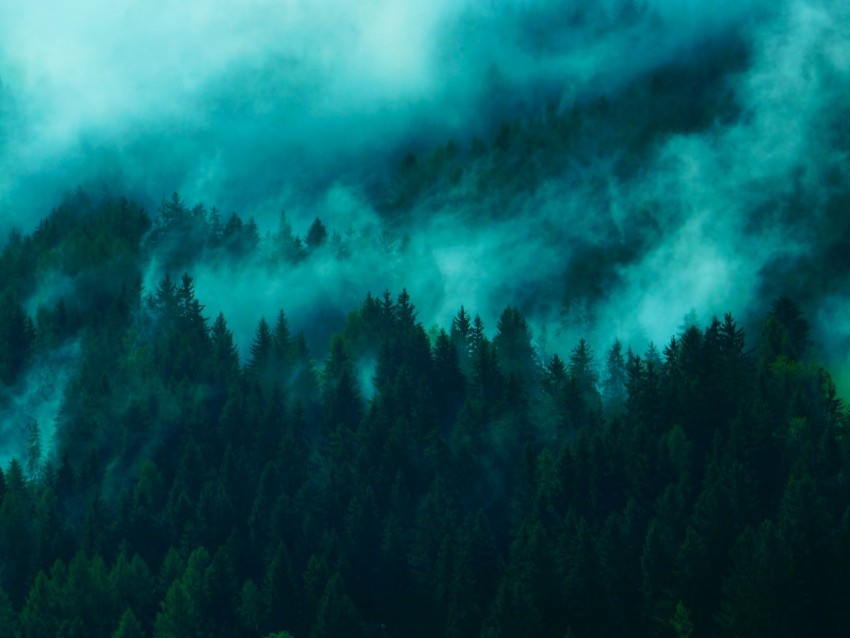 trees, fog, tops, forest