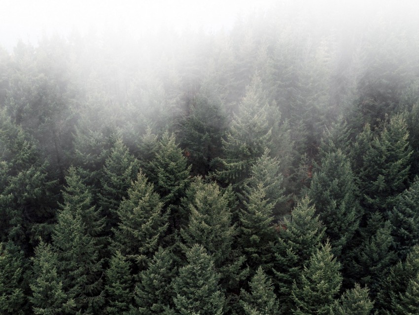trees, fog, tops, forest, green, aerial view