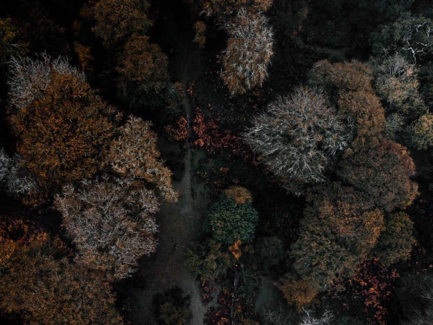 trees, forest, aerial view, autumn, dark