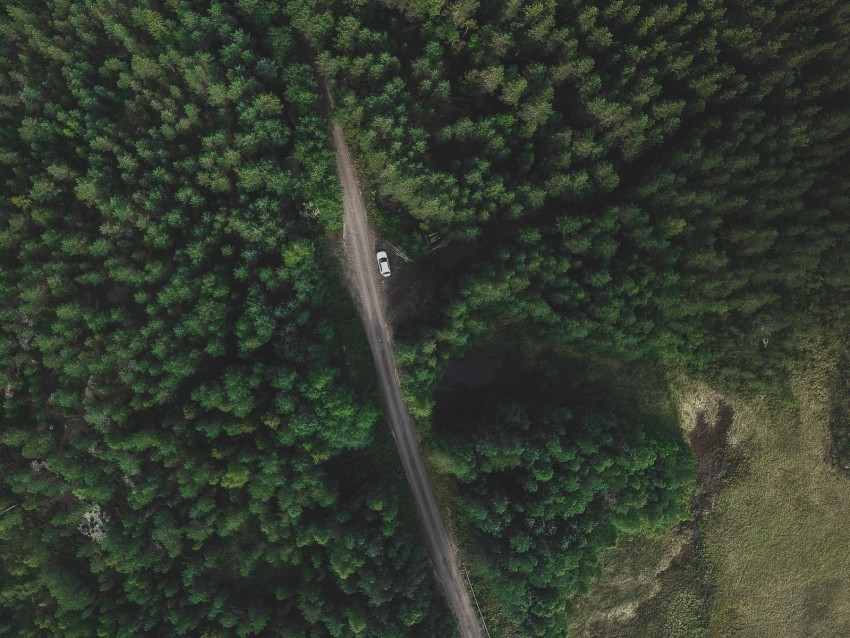 trees, forest, aerial view, road, movement