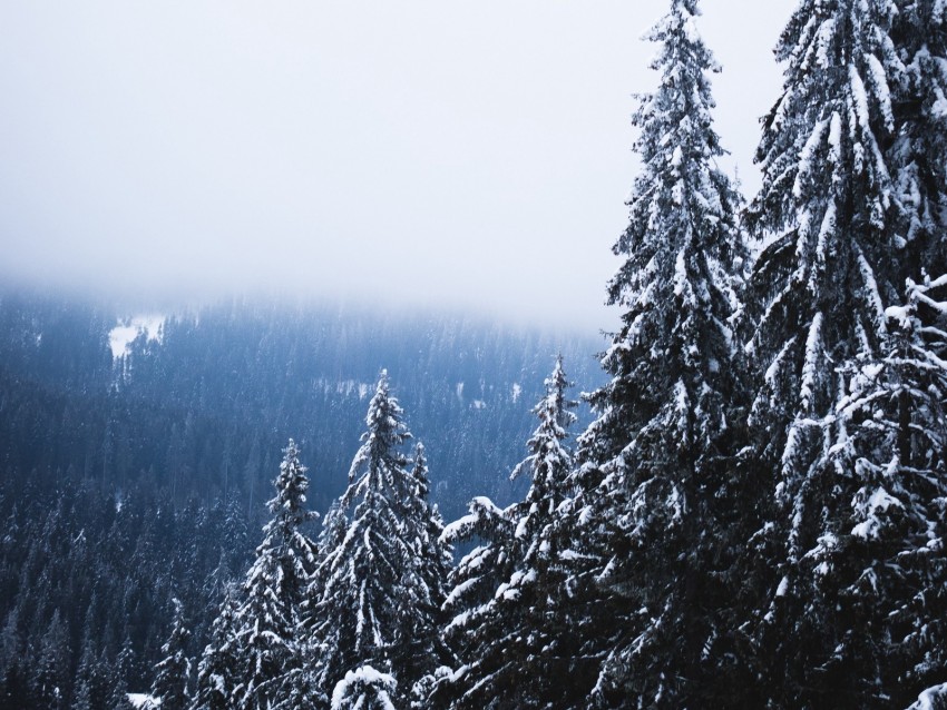 trees, forest, fog, pine, snow