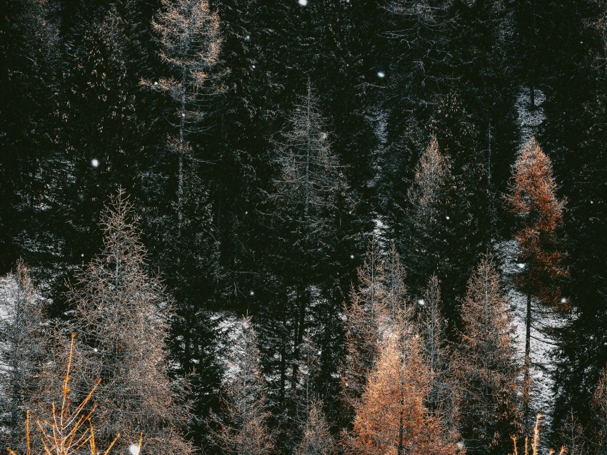 trees, forest, winter, snow, snowfall