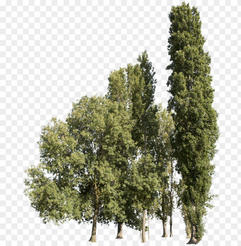 free PNG trees group - cutout trees - transparent group trees PNG image with transparent background PNG images transparent