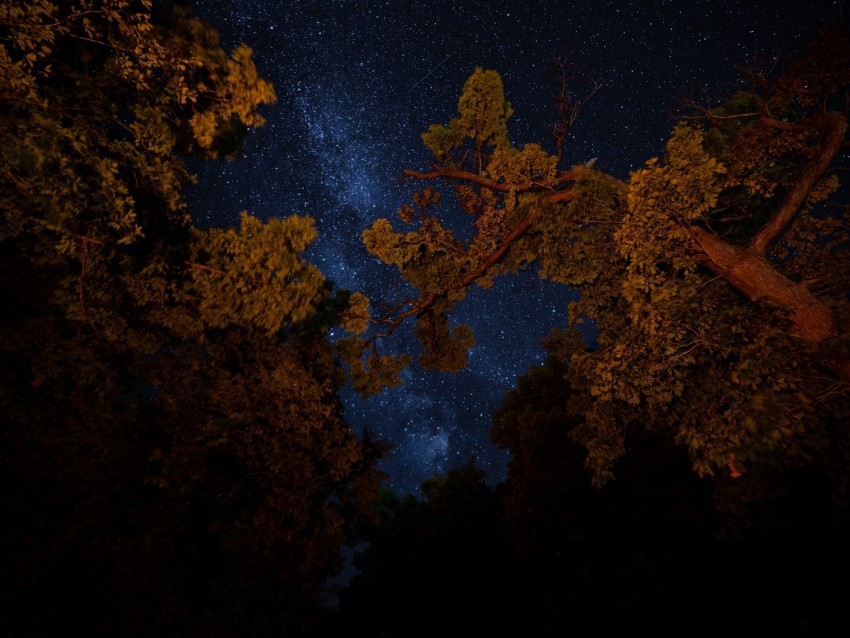 trees, night, starry sky, branches, dark