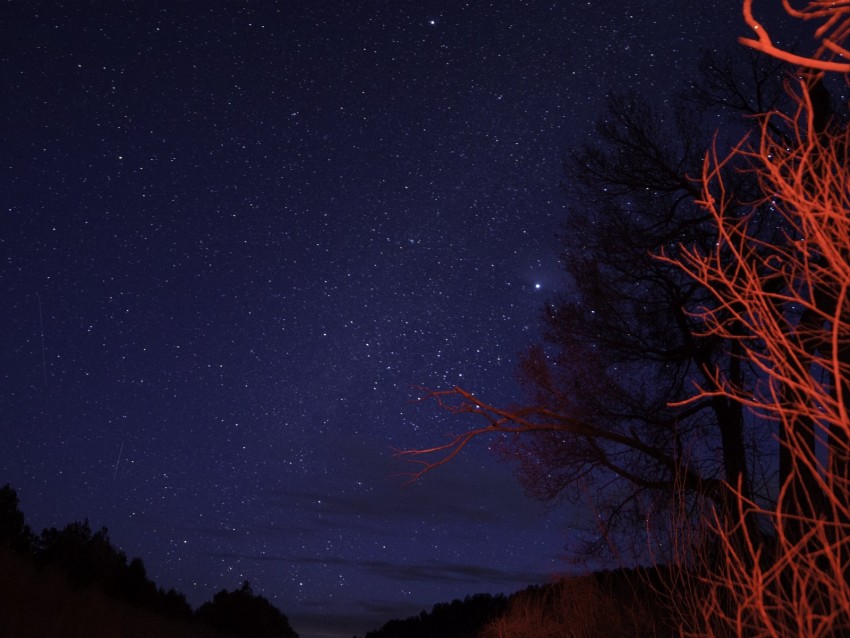 trees, night, starry sky, branches, twilight