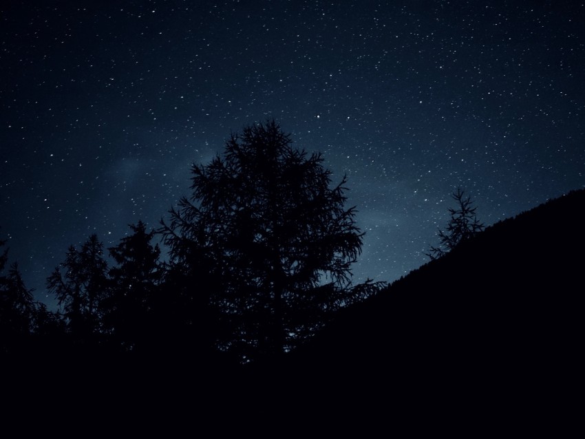 trees, night, stars, sky, dark