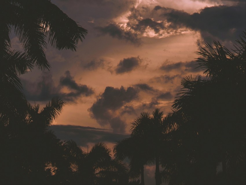 Trees Palm Trees Clouds Sunset Branches Png - Free PNG Images