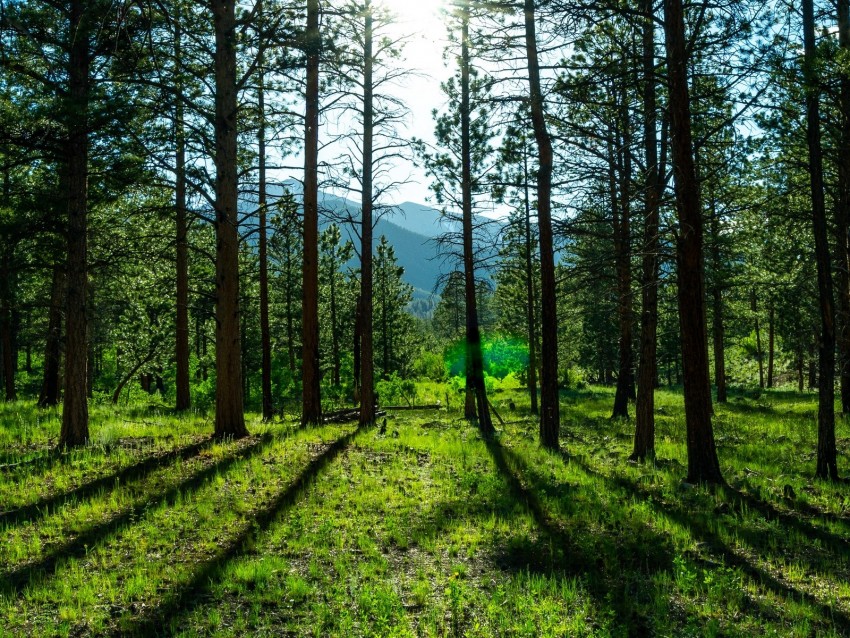 trees, pines, sunlight, mountains, landscape