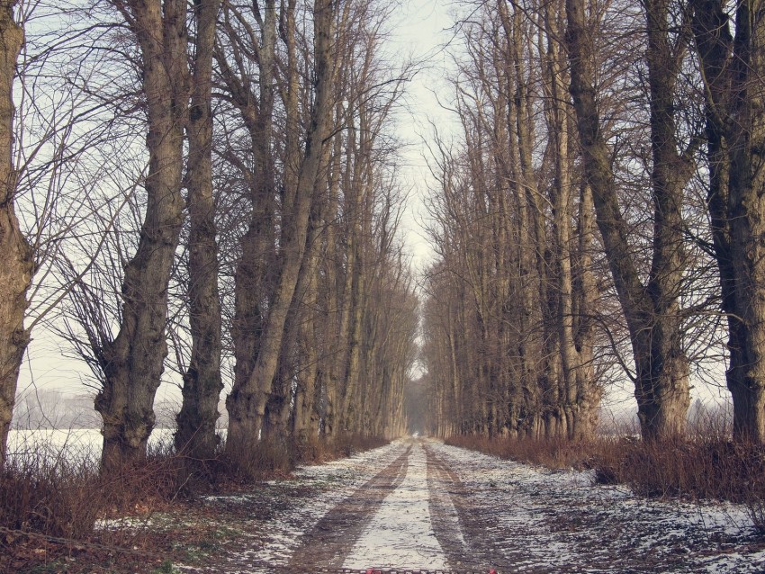 trees, road, snow, winter