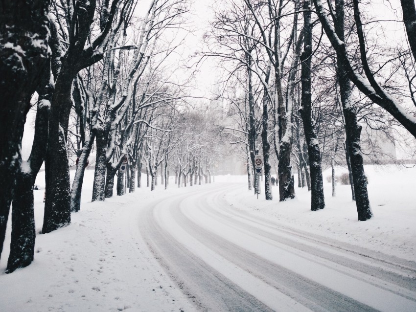 trees, road, turn, winter, snow