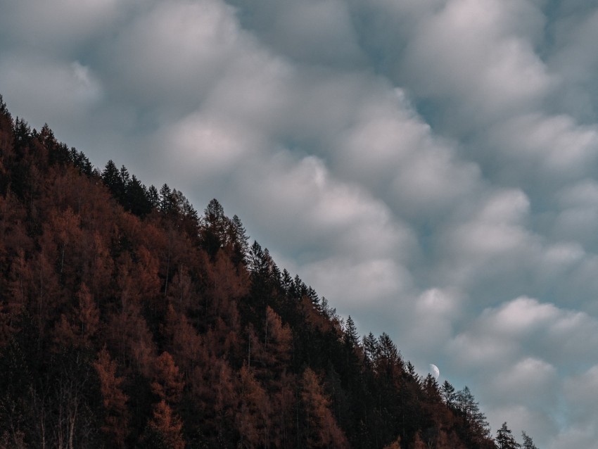 trees, sky, clouds, hill, evening