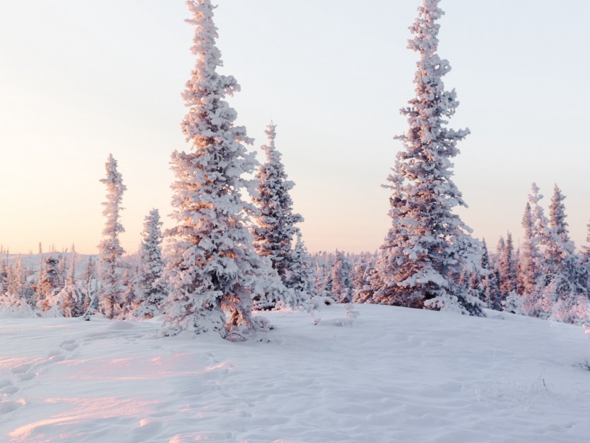 trees, snow, snowy, winter, light