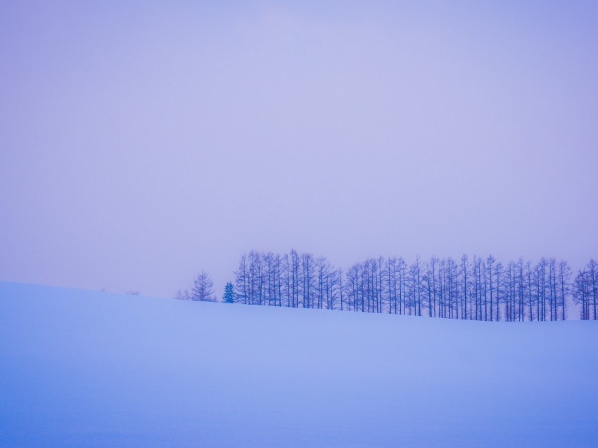trees, snow, winter, minimalism, horizon