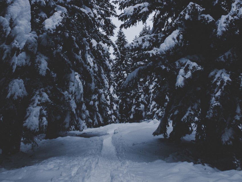 trees, snow, winter, path, forest, snowy