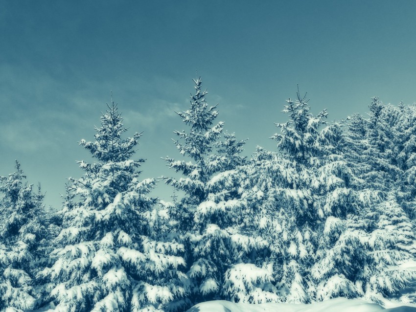 trees, snow, winter, snowy, sky