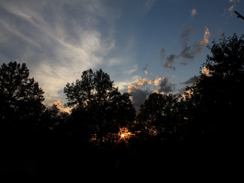 trees, sunset, rays, branches, sky, dark