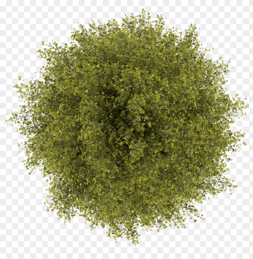 free PNG trees top view png clipart transparent - tree top view png photosho PNG image with transparent background PNG images transparent