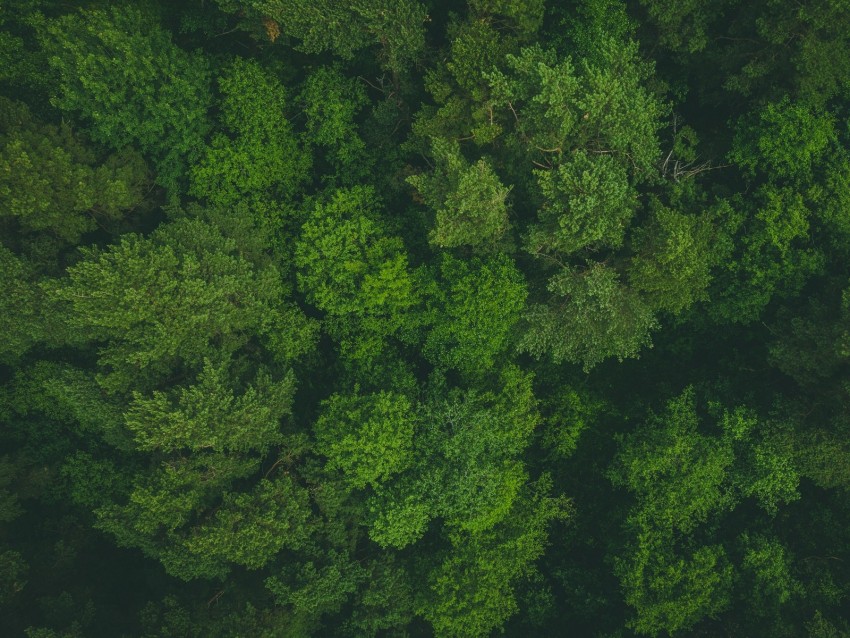 trees, treetops, aerial view, forest, green