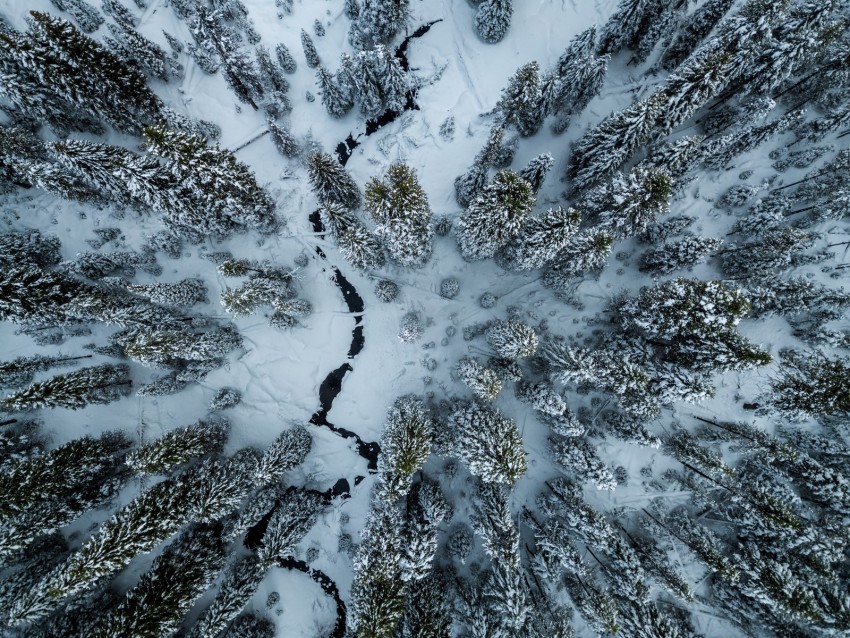 trees, winter, aerial view, snow, cranny