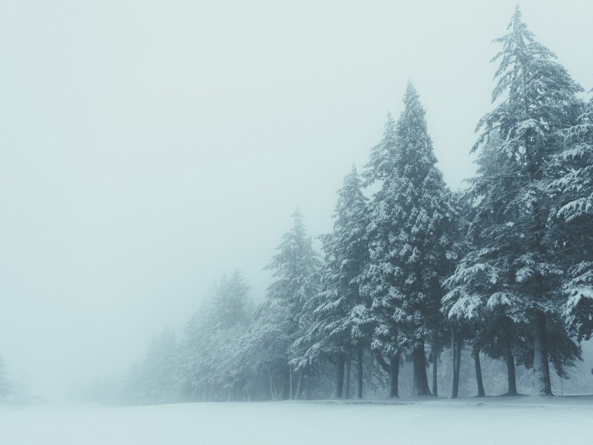 trees, winter, fog, snow