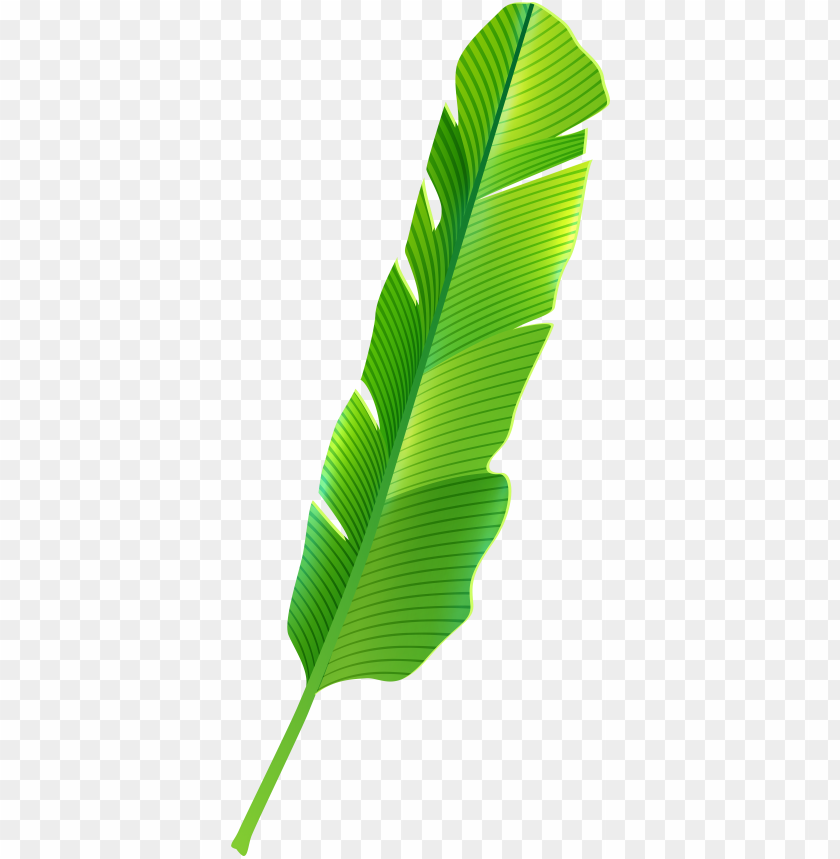 tropical leaf, banana leaf, leaf crown, tropical drink, green leaf, leaf clipart