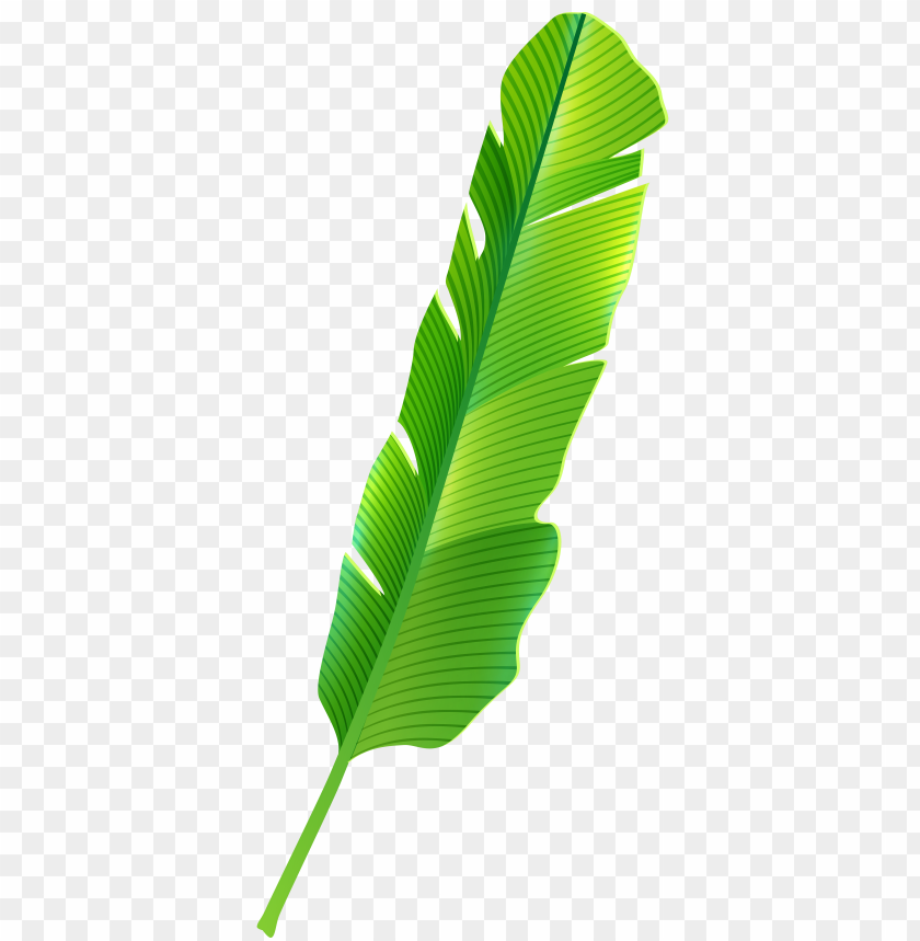 leaf, tropical