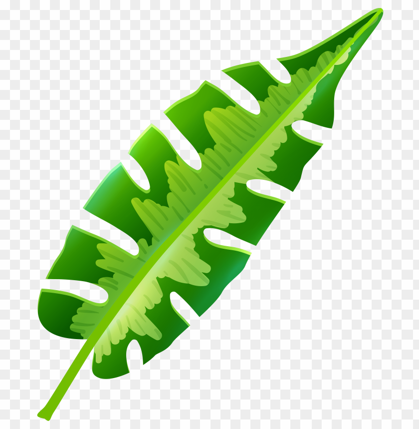 leaf, tropical