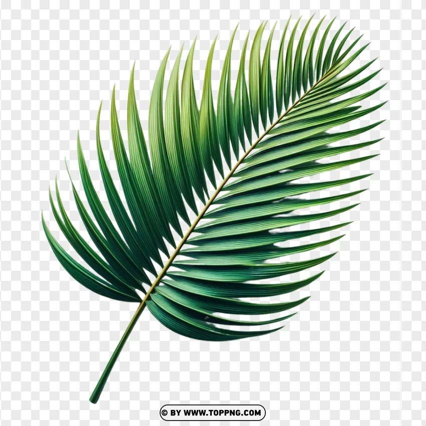 Palm leaf, tropical leaf PNG, beach leaf image,Green , Fresh , Isolated , Leaf 