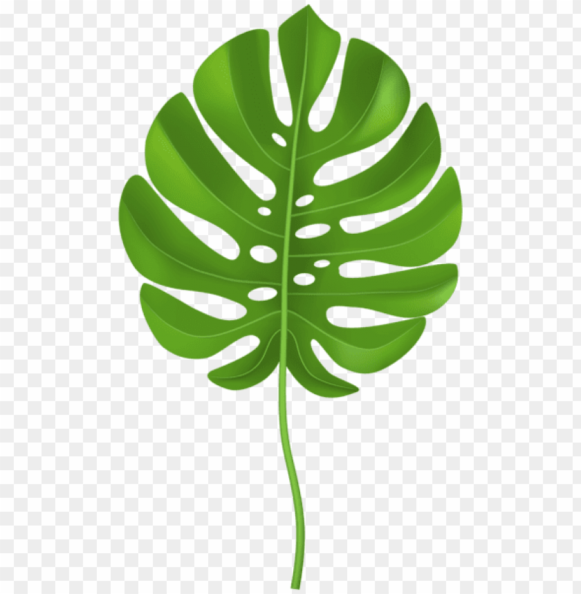 tropical palm leaf transparent