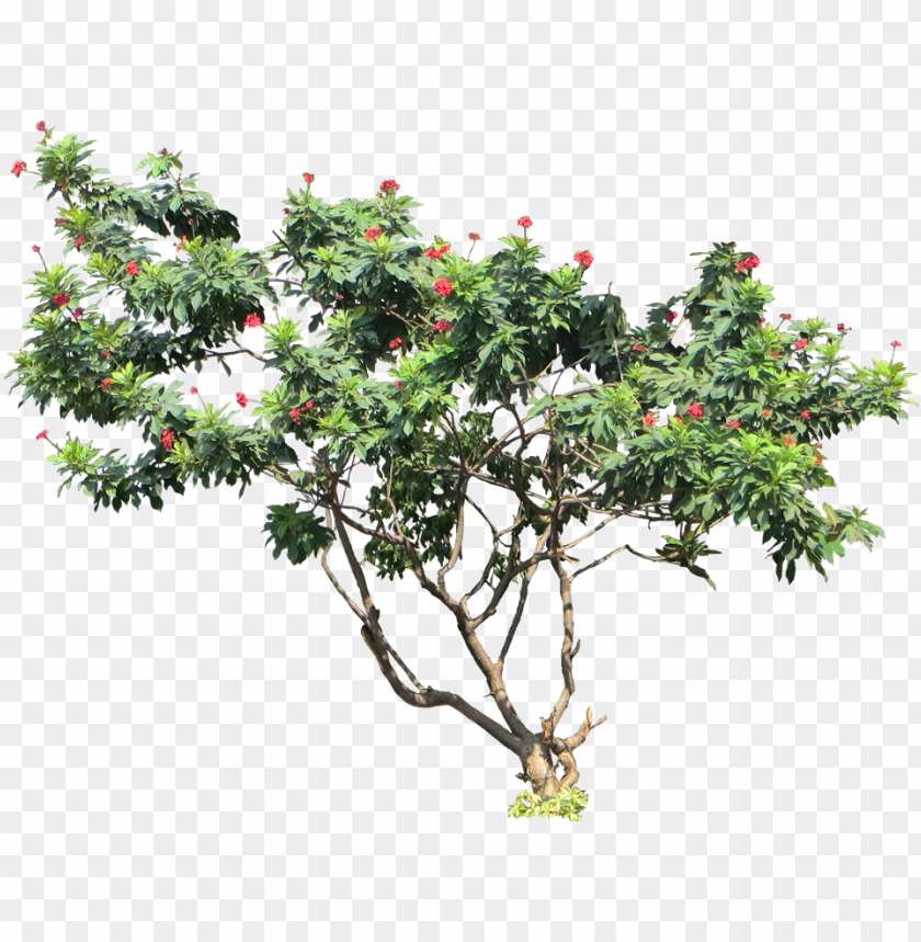 free PNG tropical plant pictures - 2d model cut out pohon kamboja photosho PNG image with transparent background PNG images transparent