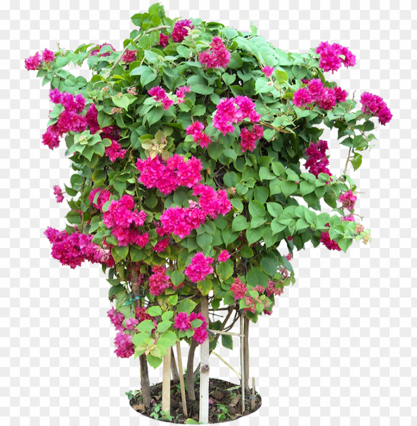 tropical plant pictures - bougainvillea plants png format PNG image with transparent background@toppng.com