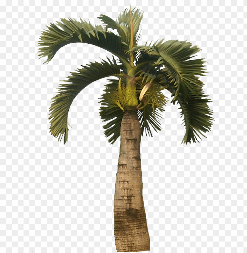 summer, forest, palm sunday, branch, picture, leaves, tropical