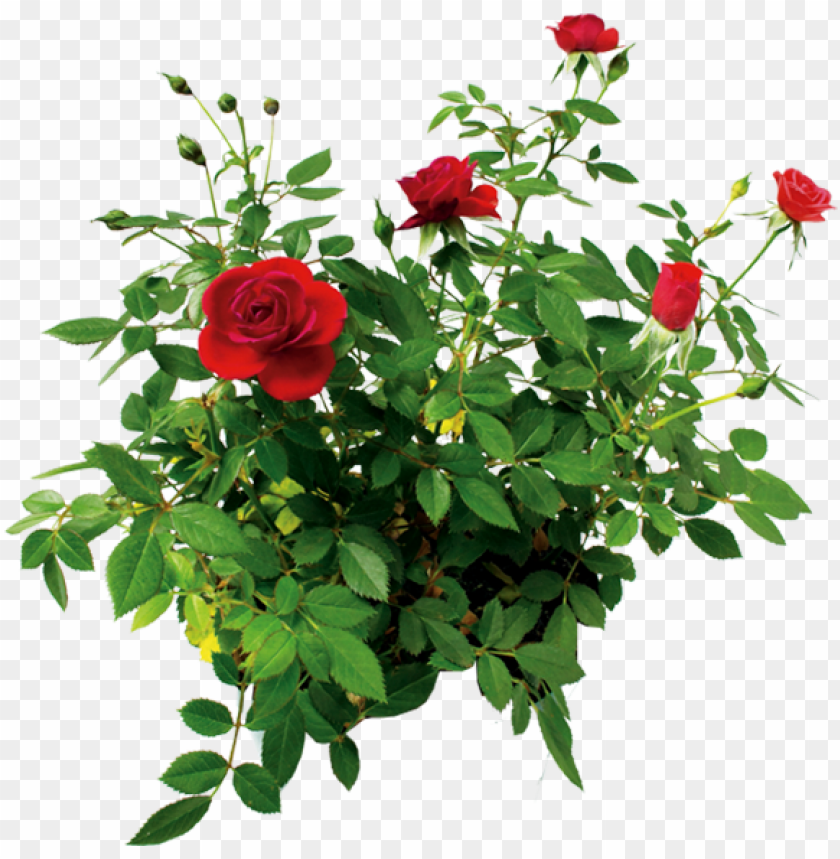 Цветок Розы, Куст Розы Красной, rose flower, rose bush - bush of roses PNG image with transparent background@toppng.com